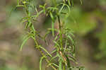 Panhandle meadowbeauty